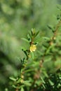 Shrubby yellowcrest Royalty Free Stock Photo