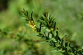 Shrubby yellowcrest Royalty Free Stock Photo