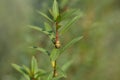 Shrubby yellowcrest Royalty Free Stock Photo