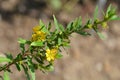 Shrubby yellowcrest Royalty Free Stock Photo