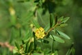 Shrubby yellowcrest Royalty Free Stock Photo