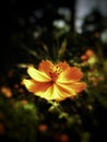 Shrubbyflower goldenpetals