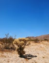 Cholla Cactus Vertical in the Desert Royalty Free Stock Photo