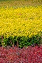 Shrubs in autumn