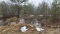 Shrubs, birch and pine trees grow in the swamp, and in spring the water rises to form a dangerous quagmire. In some places the sno Royalty Free Stock Photo