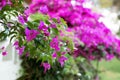 Shrubs of bougainvillea in bloom Royalty Free Stock Photo