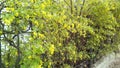 Shrubs flowering currant near the metal fence.