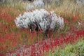 Shrubs at Laguna Nimez, a wildlife reserve at El Calafate in Patagonia, Argentina Royalty Free Stock Photo