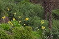 Shrubs in a forest of Canary Island pine. Royalty Free Stock Photo