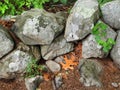 New England stone wall surrounded by nature Royalty Free Stock Photo