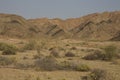 Shrubs growing in a dry climate.