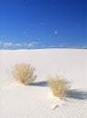 Shrubs growing in the White Sand Dunes Royalty Free Stock Photo