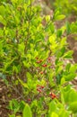 Shrubs With Leaves of Coca