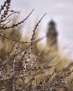 Shrubs with lighthouse in the background near Prerow, Fischland-Darss-Zingst