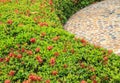 Shrubs of red Ixora