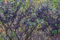 Shrubs of ripe blackthorn berries nature background