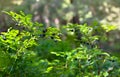 Shrubs with ripe fruit wild bilberries in forest in sunlight