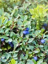 Shrubs with ripe fruit wild blueberry in forest in sunlight Royalty Free Stock Photo