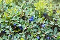 Shrubs with ripe fruit wild blueberry in forest in sunlight