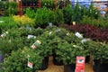 Shrubs Sales