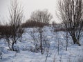 Shrubs in the snow in HelliskÃÂ³gur. Royalty Free Stock Photo