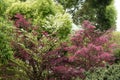 Loropetalum chinense var.rubrum