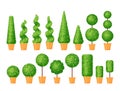 Shrubs topiary in pots. Potted decorative boxwoods. Vector illustration