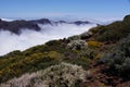 Shrubs and wild flowers, island of Tenerife and summit of the Teide