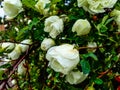 Shrup of white and yellow chinese rose with rain drops on petals and green leaves in summer Royalty Free Stock Photo