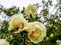 Shrup of white and yellow chinese rose with rain drops on petals and green leaves in summer Royalty Free Stock Photo