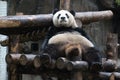 Shubby Panda Royalty Free Stock Photo