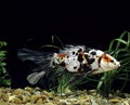 Shubunkin Goldfish, carassius auratus, Aquarium Fish Royalty Free Stock Photo
