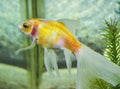 Shubunkins single tailed fancy goldfish swimming in planted aquarium