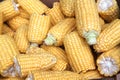 Shucked corn on the cob