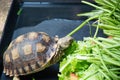 Shuka turtles are walking to eat vegetables.