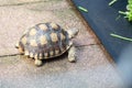 Shuka turtles is walking to eat vegetables.