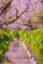 Of Shukugawara two months territory water cherry trees