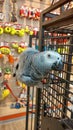 Shula the parrot