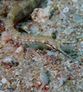 Shultz or guilded pipefish red sea Royalty Free Stock Photo