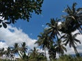 Shunshine and Coconut trees