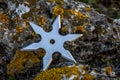 Shuriken throwing star, traditional japanese ninja cold weapon