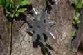 Shuriken throwing star, traditional japanese ninja cold weapon stuck in wooden background Royalty Free Stock Photo