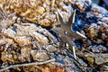 Shuriken (throwing star), traditional japanese ninja cold weapon stuck in wooden background Royalty Free Stock Photo