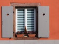 Shutter window with wooden boards and flower pots on the window sill