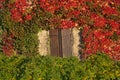 Shuttered windows look through autumn ivy foliage