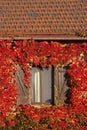 shuttered windows look through autumn ivy foliage