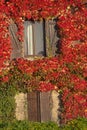 Shuttered windows look through autumn ivy foliage