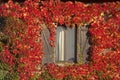 shuttered windows look through autumn ivy foliage