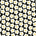 Preppy White Yellow Flower With Black Background