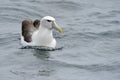 Shy Albatross Royalty Free Stock Photo